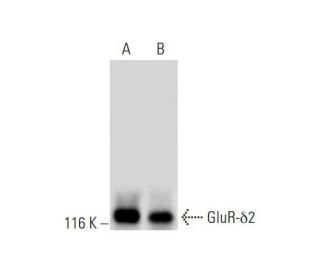 GluR-&delta;2 Antibody (D-9) - Western Blotting - Image 295854 