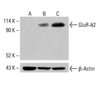 GluR-&delta;2 Antibody (D-9) - Western Blotting - Image 415250 