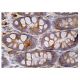 GluRS Antibody (G-1) - Immunohistochemistry - Image 161005 