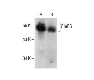 GluRS Antibody (G-1) - Western Blotting - Image 135993 
