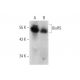 GluRS Antibody (G-1) - Western Blotting - Image 135993 