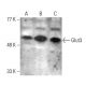 western blotting image from recommended Glucose Transporter Glut3 (G-5) monoclonal antibody replacement. Image 376845