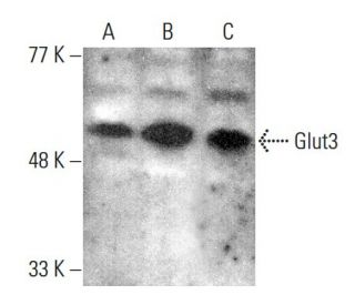 western blotting image from recommended Glucose Transporter Glut3 (G-5) monoclonal antibody replacement. Image 376845