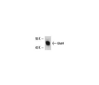 Glucose Transporter Glut4 Antibody (IF8) - Western Blotting - Image 13605 