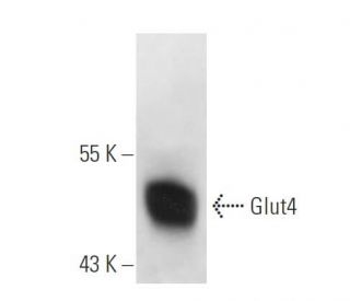 glutathione antibody santa cruz Glucose Transporter Glut4 (IF8) | SCBT Contact Us - Living Rides et perte de fermeté Item Type:Capsules