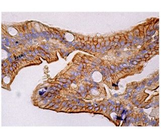 glut5-antibody-e-2-