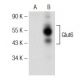 Glucose Transporter Glut6 Antibody (B-3) - Western Blotting - Image 147338 