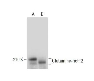 Glutamine-rich 2 Antibody (F-4) - Western Blotting - Image 318048