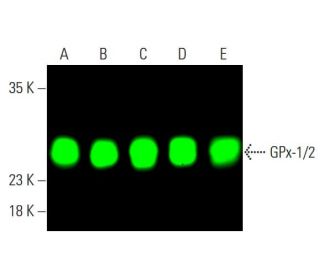 Glutathione Peroxidase 1/2/GPX1/2 Antibody (B-6) - Western Blotting - Image 377877 