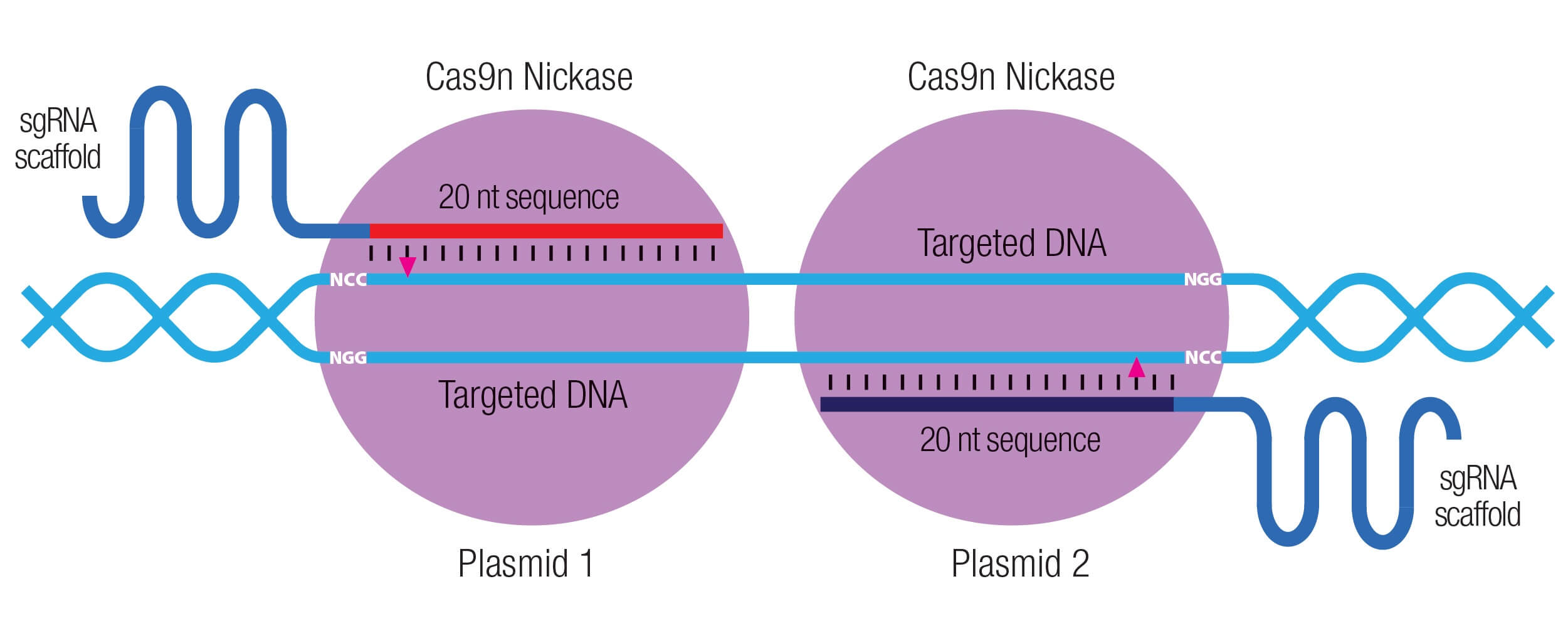 Glutathione Peroxidase 4/GPX4 Double Nickase Plasmid (m)