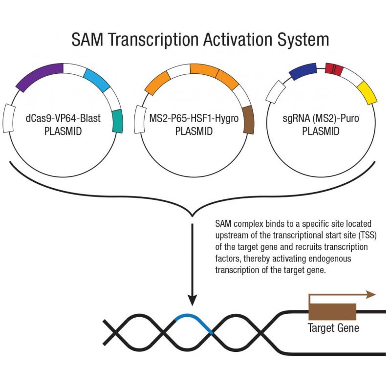 glutathione peroxidase genes Glutathione: Master Antioxidant, Reducing Oxidative Stress, and Detoxification Heatmap showing the expression profiles