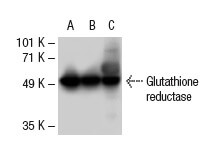 glutathione antibody santa cruz reductase (A-5) | SCBT AOD9604 | Fragment 176-191 fragrance Choose Location:Queens