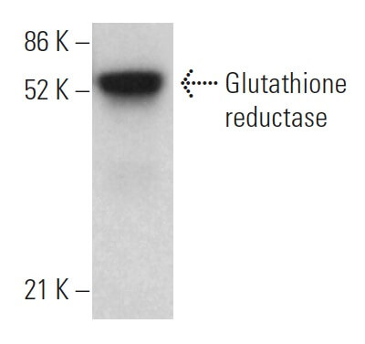 kojic verses glutathione Glutathione vs Kojic Acid - Which is Better for Skin?