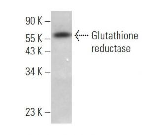 Glutathione reductase Antibody (B-12)