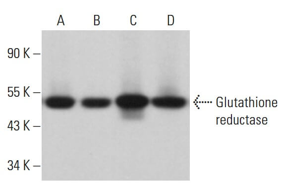 Glutathione reductase Antibody (C-10) | SCBT - Santa Cruz Biotechnology