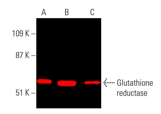 how many mg of glutathione for skin lightening Glutathione reductase Antibody (C-10) | SCBT
