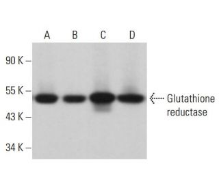 western blotting image from recommended Glutathione reductase (C-10) monoclonal antibody replacement. Image 380933