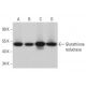 western blotting image from recommended Glutathione reductase (C-10) monoclonal antibody replacement. Image 380933