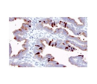 Glycodelin Antibody (N-20): sc-12289