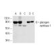 glycogen synthase 1 Antibody (GS-7H5) - Western Blotting - Image 17725 