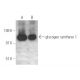 glycogen synthase 1 Antibody (GS-7H5) - Western Blotting - Image 390094