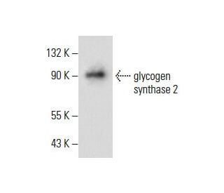 glycogen synthase 2 Antibody (G-8) - Western Blotting - Image 287999 