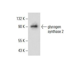 glycogen synthase 2 Antibody (G-8) - Western Blotting - Image 287999The Double Nickase Plasmid features a U6 promoter for sgRNA expression, a 20 nt targeting sequence, and a gRNA scaffold to guide Cas9n. It includes a CBh promoter for Cas9n (D10A) and puromycin resistance, GFP for transfection verification, and nuclear localization signals (NLS). The 2A peptide allows co-expression of Cas9n and Puro from a single promoter, enabling precise genome editing with reduced off-target effects.
