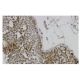Glycogenin-1 Antibody (4H8) - Immunohistochemistry - Image 36062 