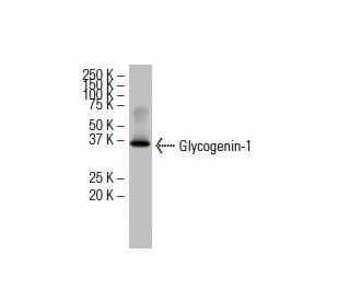 Glycogenin-1 Antibody (4H8) - Western Blotting - Image 33910 