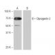 Glycogenin-2 Antibody (3L10) - Western Blotting - Image 64946