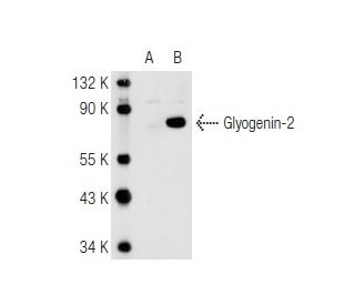 Glycogenin-2 Antibody (3L10) - Western Blotting - Image 82421 