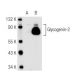 Glycogenin-2 Antibody (3L10) - Western Blotting - Image 82419 