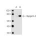Glycogenin-2 Antibody (3L10) - Western Blotting - Image 82421 