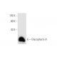 Glycophorin A Antibody (5G119) - Western Blotting - Image 62571