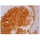 Glycophorin A Antibody (E4) - Immunohistochemistry - Image 298923