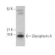 Glycophorin A Antibody (H-12) - Western Blotting - Image 361804