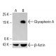 Glycophorin A Antibody (H-12) - Western Blotting - Image 413829 