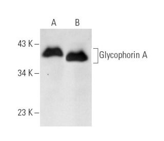 Glycophorin A Antibody (NaM10-6G4) - Western Blotting - Image 14625 