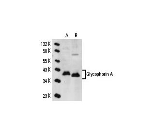 Glycophorin A Antibody (R10) - Western Blotting - Image 14624 