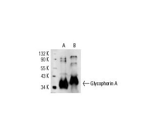 Glycophorin A Antibody (YTH89.1) - Western Blotting - Image 14799 