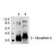 Glycophorin A Antibody (YTH89.1) - Western Blotting - Image 14799 