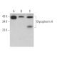 Glycophorin A Antibody (YTH89.1) - Western Blotting - Image 361786