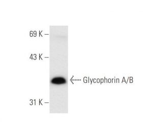 Glycophorin A/B (5F60): sc-71158. Western blot analysis of Glycophorin A/B expression in K-562 whole cell lysate.