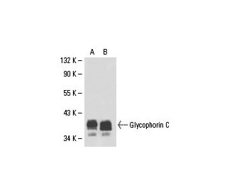 Glycophorin C Antibody (3H2009) - Western Blotting - Image 18131 