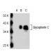 Glycophorin C Antibody (3H2009) - Western Blotting - Image 38544 