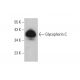 Glycophorin C Antibody (3H2009) - Western Blotting - Image 377051