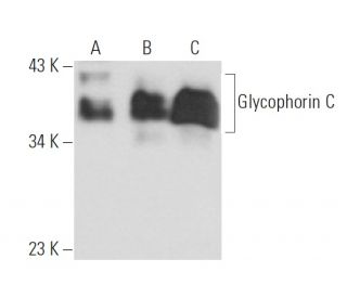 Glycophorin C Antibody (BRIC10) - Western Blotting - Image 16366 