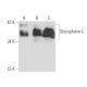 Glycophorin C Antibody (BRIC10) - Western Blotting - Image 16366 