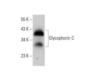 Glycophorin C Antibody (BRIC100) - Western Blotting - Image 377048 
