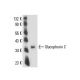 Glycophorin C Antibody (E5) - Western Blotting - Image 16367